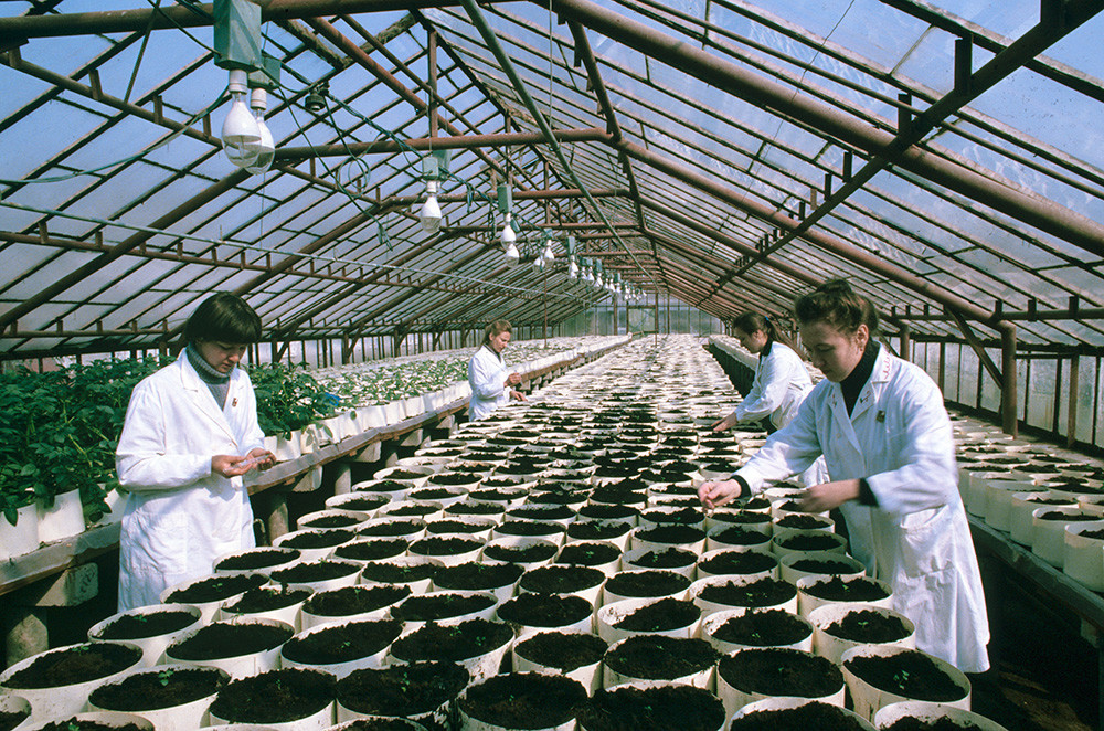ベラルーシ労働赤旗勲章馬鈴薯果実野菜栽培研究所。ジャガイモを栽培する温室の中。1984年