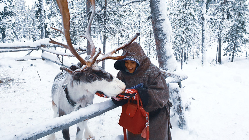 Seorang turis Indonesia memberi makan rusa kutub di Murmansk, Rusia.