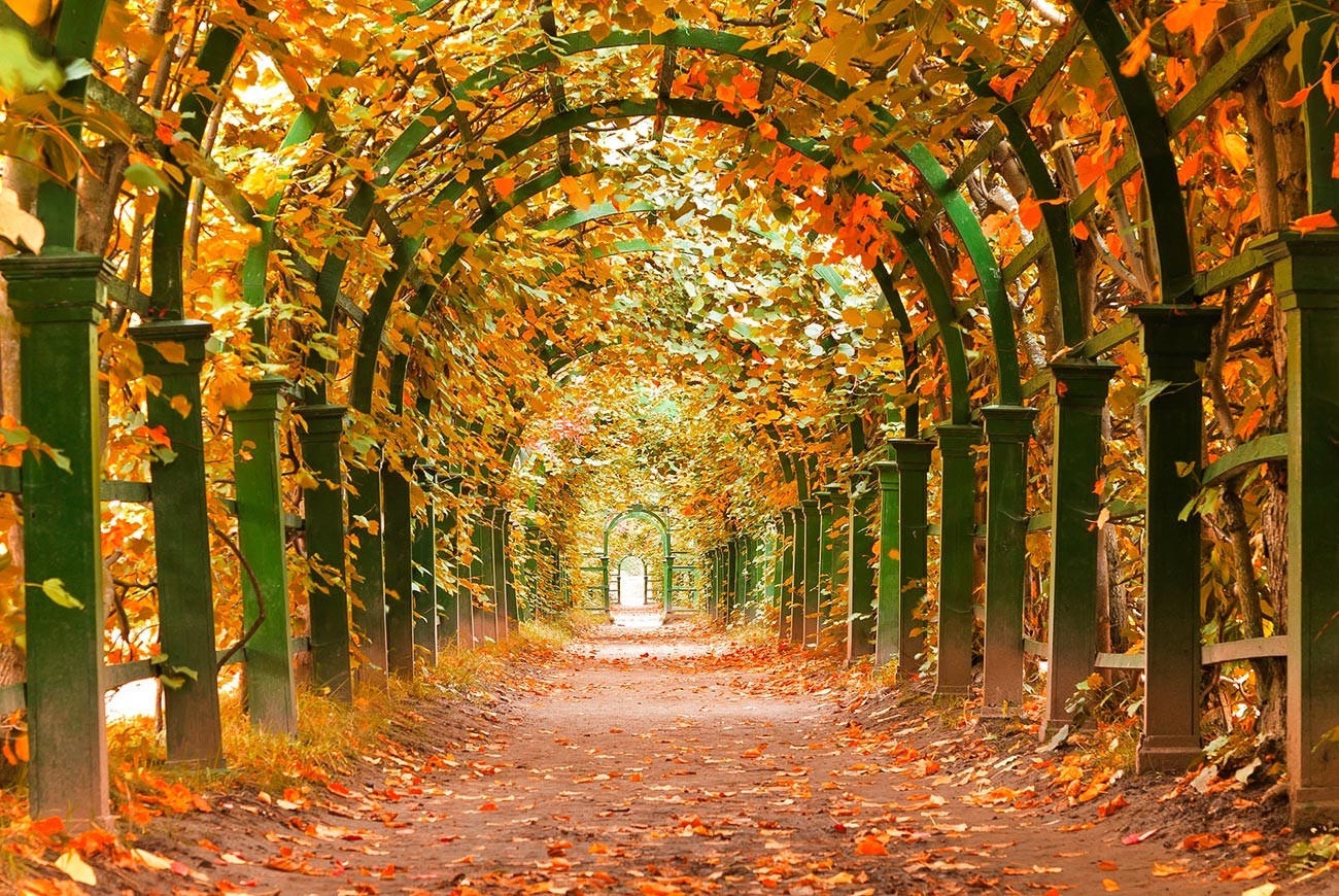 Fall in Peterhof, a royal suburb outside St. Petersburg