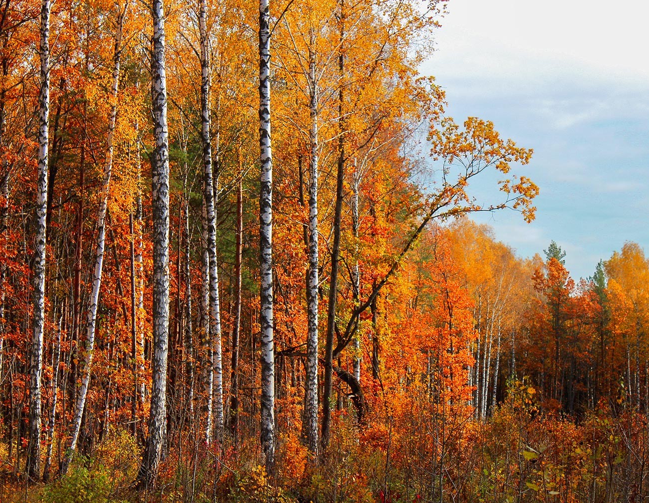 Musim gugur di salah satu hutan Rusia.
