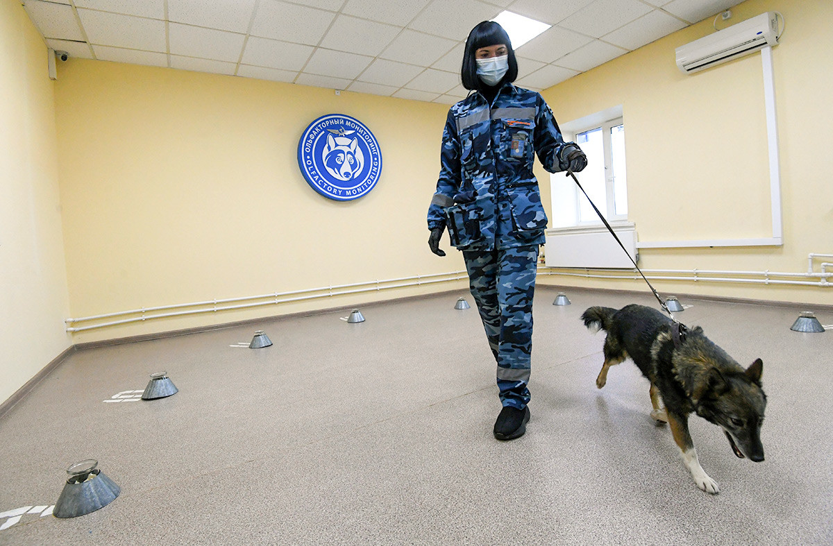 A dog handler trains a service dog to search for COVID-19 patients at the Aeroflot canine unit at Sheremetyevo airport, in Moscow, Russia. 01/10/20