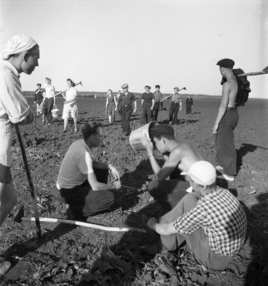 Para mahasiswa bekerja di ladang jagung di Tambovskaya Oblast, 1957.