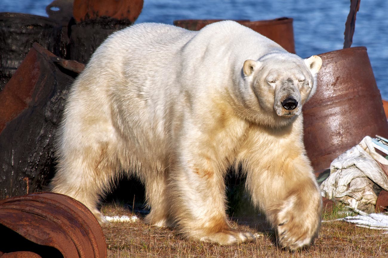 Bijeli medvjed na obali Karskog mora u blizini naselja Dikson.

