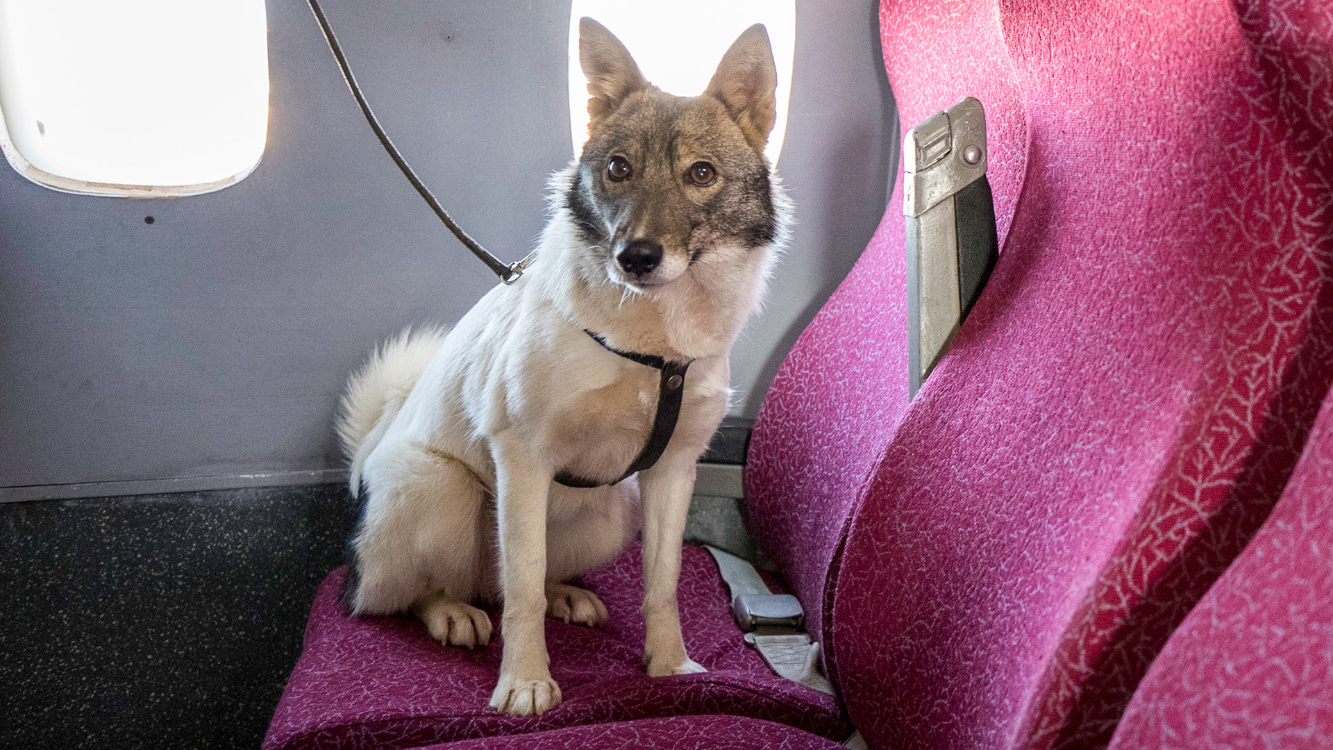Seekor anjing shalaika (persilangan antara anjing husky dan jakal) dari unit anjing patroli di Bandara Internasional Sheremetyevo.