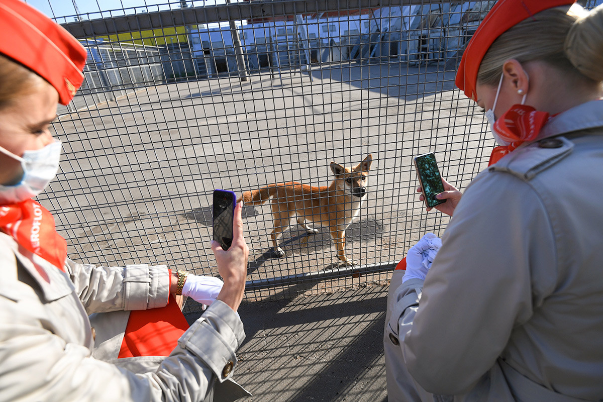 Dua staf Aeroflot memotret anjing shalaika dari unit anjing maskapai persuhaan tersebut di Bandara Sheremetyevo.