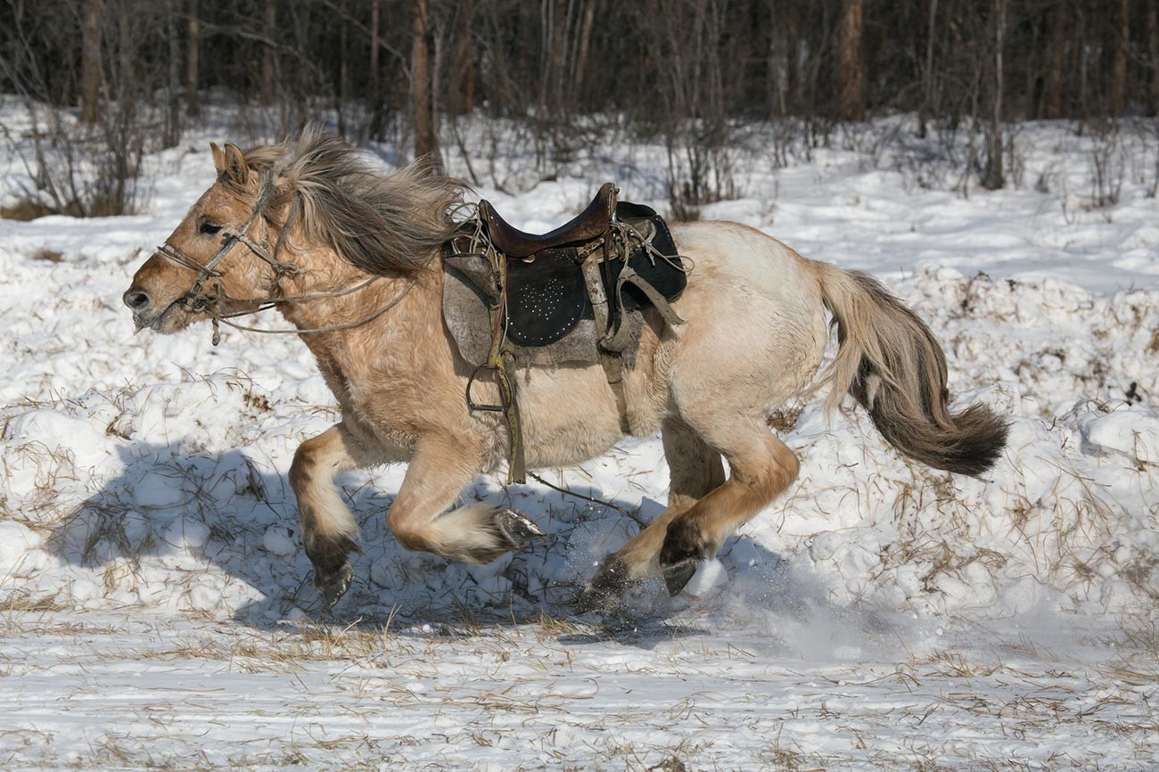 Jakutski konj