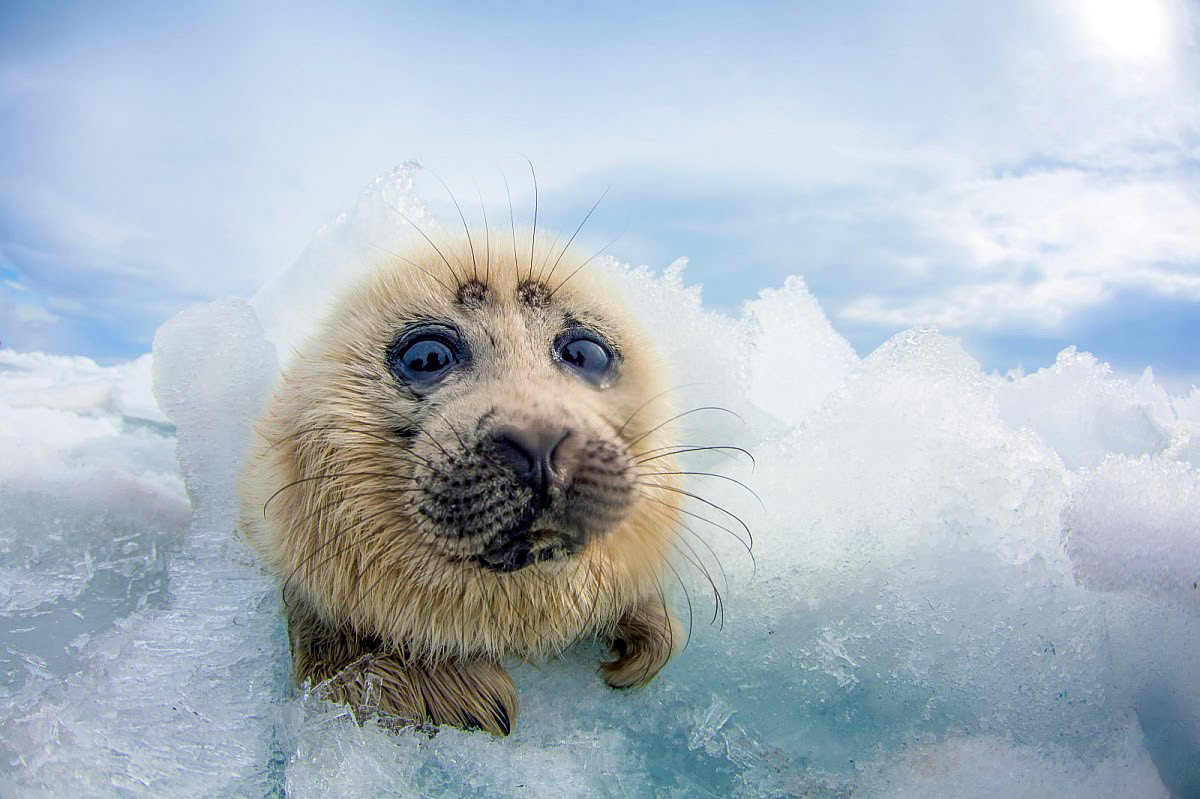 “Kikoriki del Baikal”, una foca del Baikal, una especie que solo vive en el famoso lago