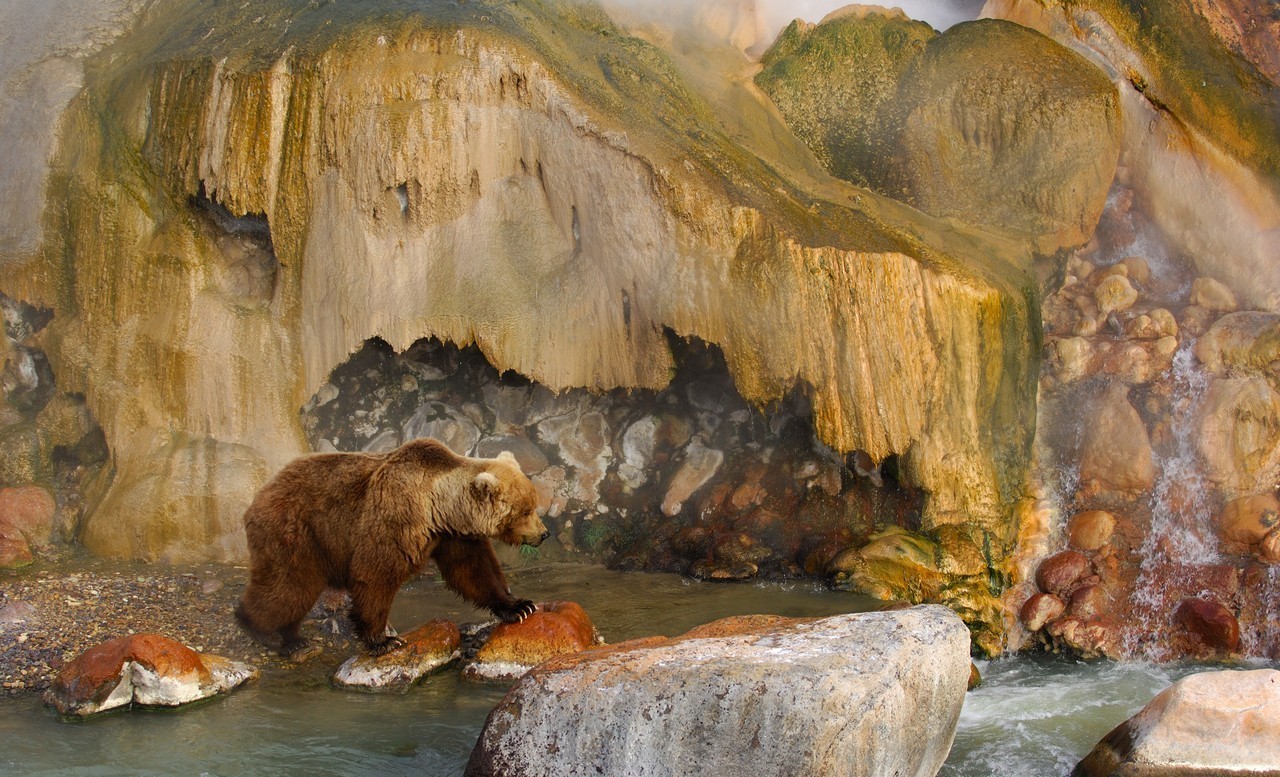 Urso no Vale dos Gêiseres, em Kamtchatka