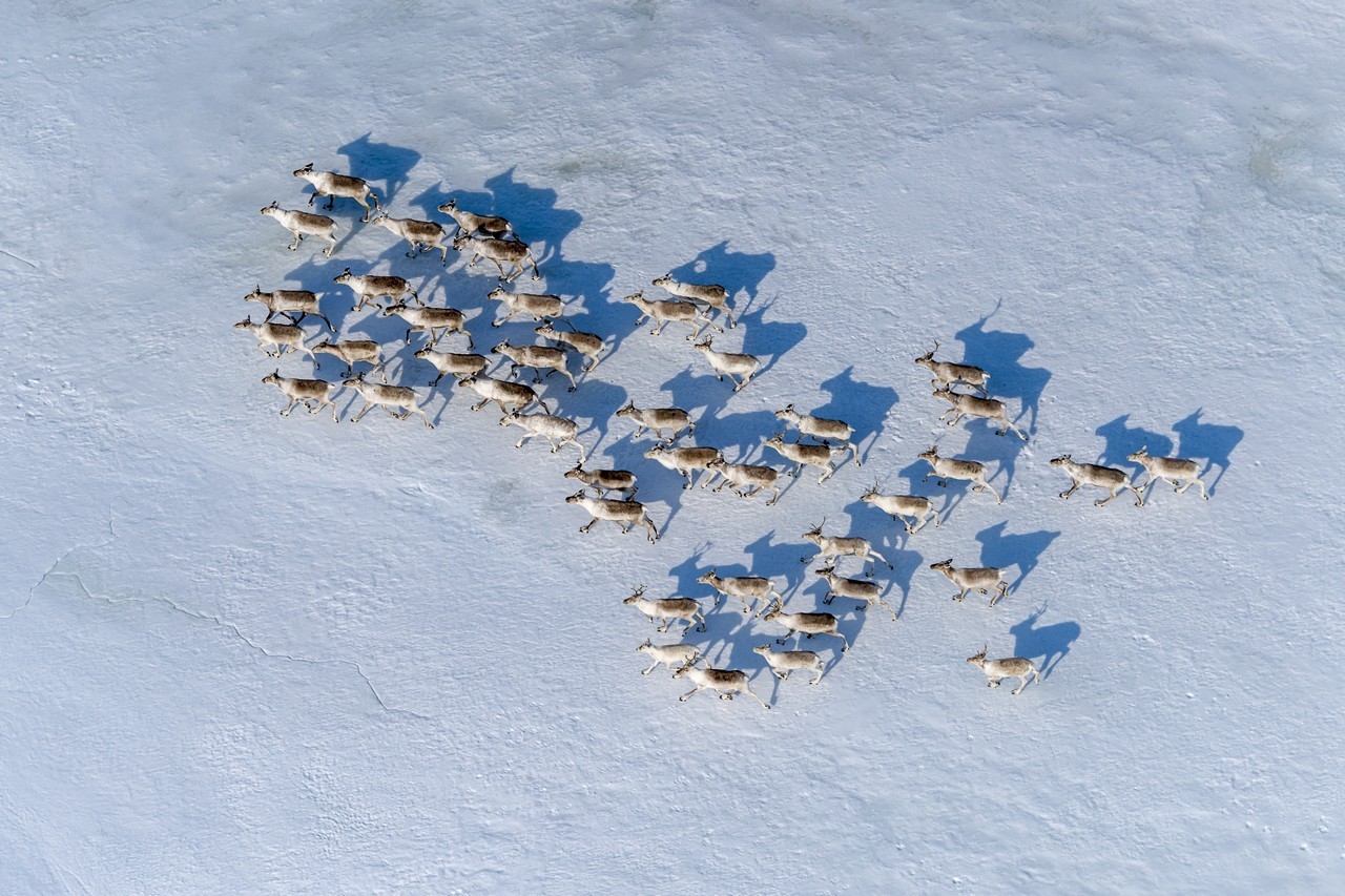 Début de la migration des rennes sur le plateau de Poutorana
