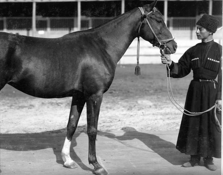 Ein Mann posiert mit einem Pferd zum Verkauf, 1900er Jahre
