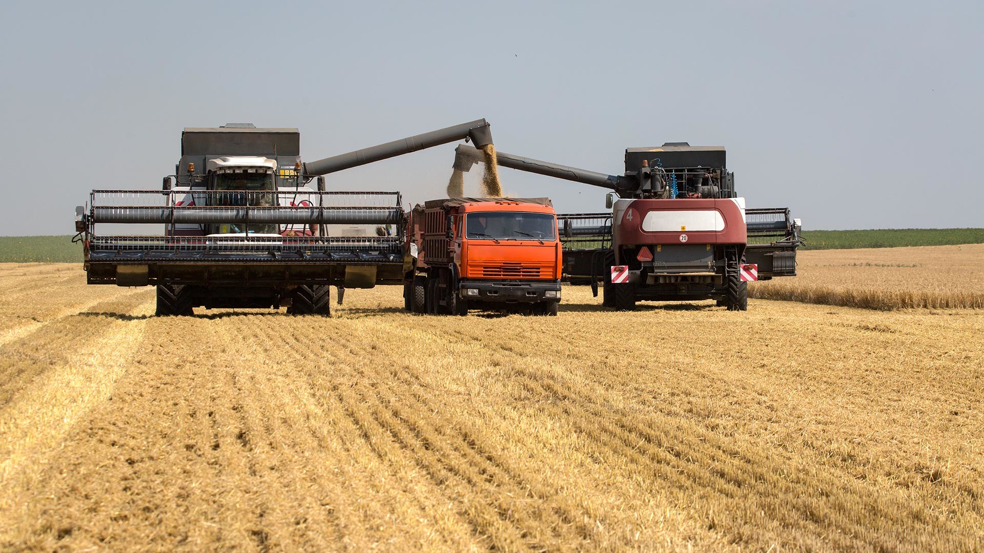 Harvesting combines in a wheat field.