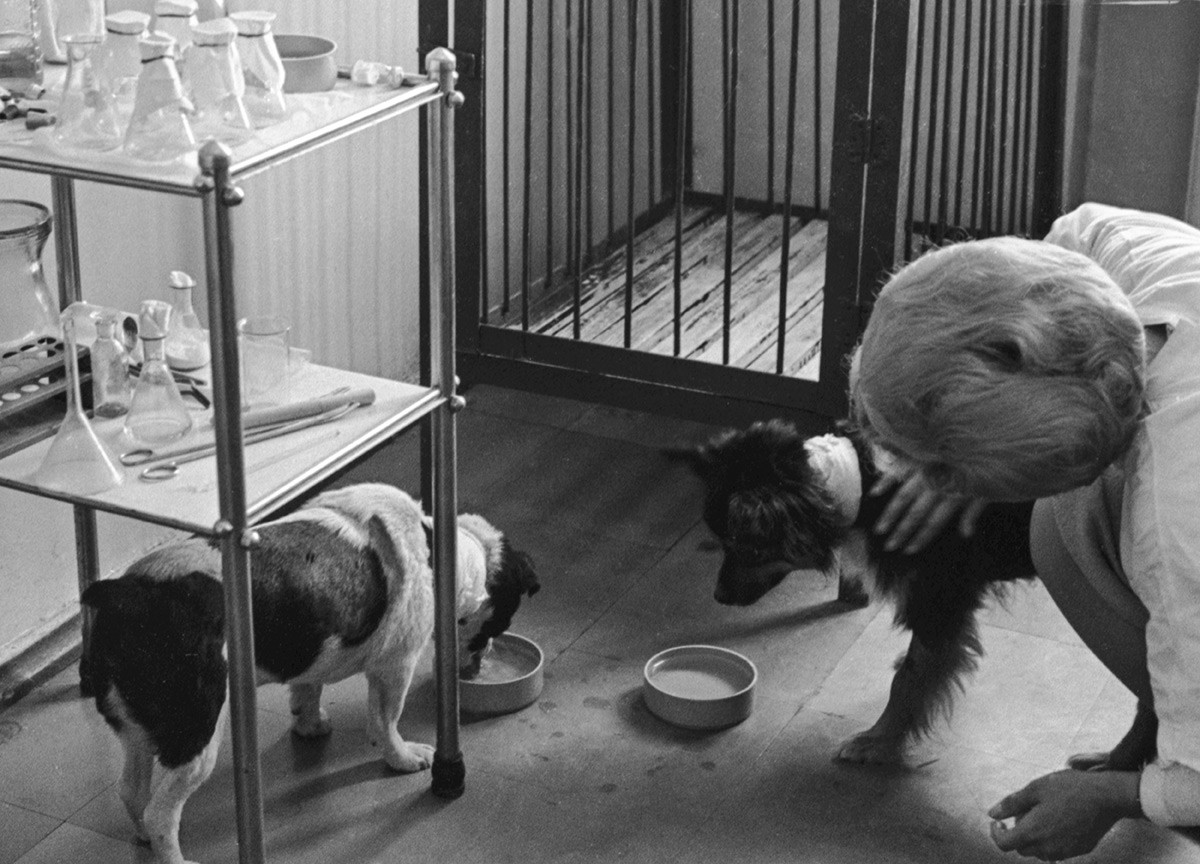 Psi Veterok i Ugoljok (slijeva nadesno) i veterinarka Irina Semeka u fazi oporavka pasa nakon leta u svemir. Svibanj 1966.