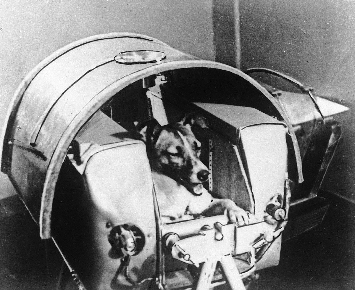 Лайка перед отправкой в космос в 1957 году.