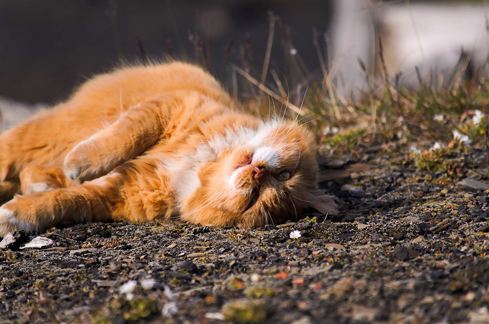 Meet Kesha, the only cat in the entire Arctic Ocean archipelago (PHOTOS ...