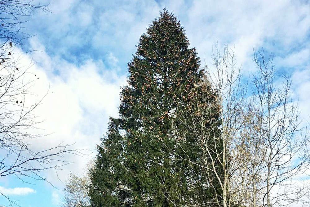 What should the main new year tree of the country look like ответы огэ. Смотреть фото What should the main new year tree of the country look like ответы огэ. Смотреть картинку What should the main new year tree of the country look like ответы огэ. Картинка про What should the main new year tree of the country look like ответы огэ. Фото What should the main new year tree of the country look like ответы огэ What should the main new year tree of the country look like ответы огэ. Смотреть фото What should the main new year tree of the country look like ответы огэ. Смотреть картинку What should the main new year tree of the country look like ответы огэ. Картинка про What should the main new year tree of the country look like ответы огэ. Фото What should the main new year tree of the country look like ответы огэ