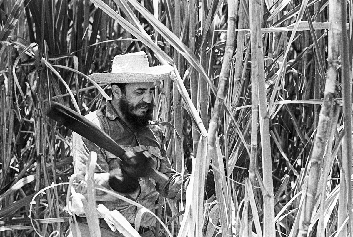 Pemimpin Kuba Fidel Castro sedang menebang tebu, Kuba, 1969. 