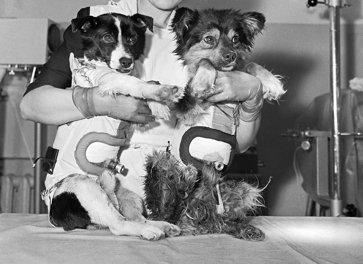 Les chiens Veterok et Ougoliok (de gauche à droite), vêtus de combinaisons spatiales, lors de l'inspection après leur vol dans l'espace