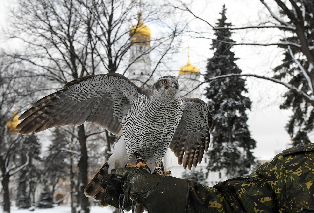 A Kremlin falcon.