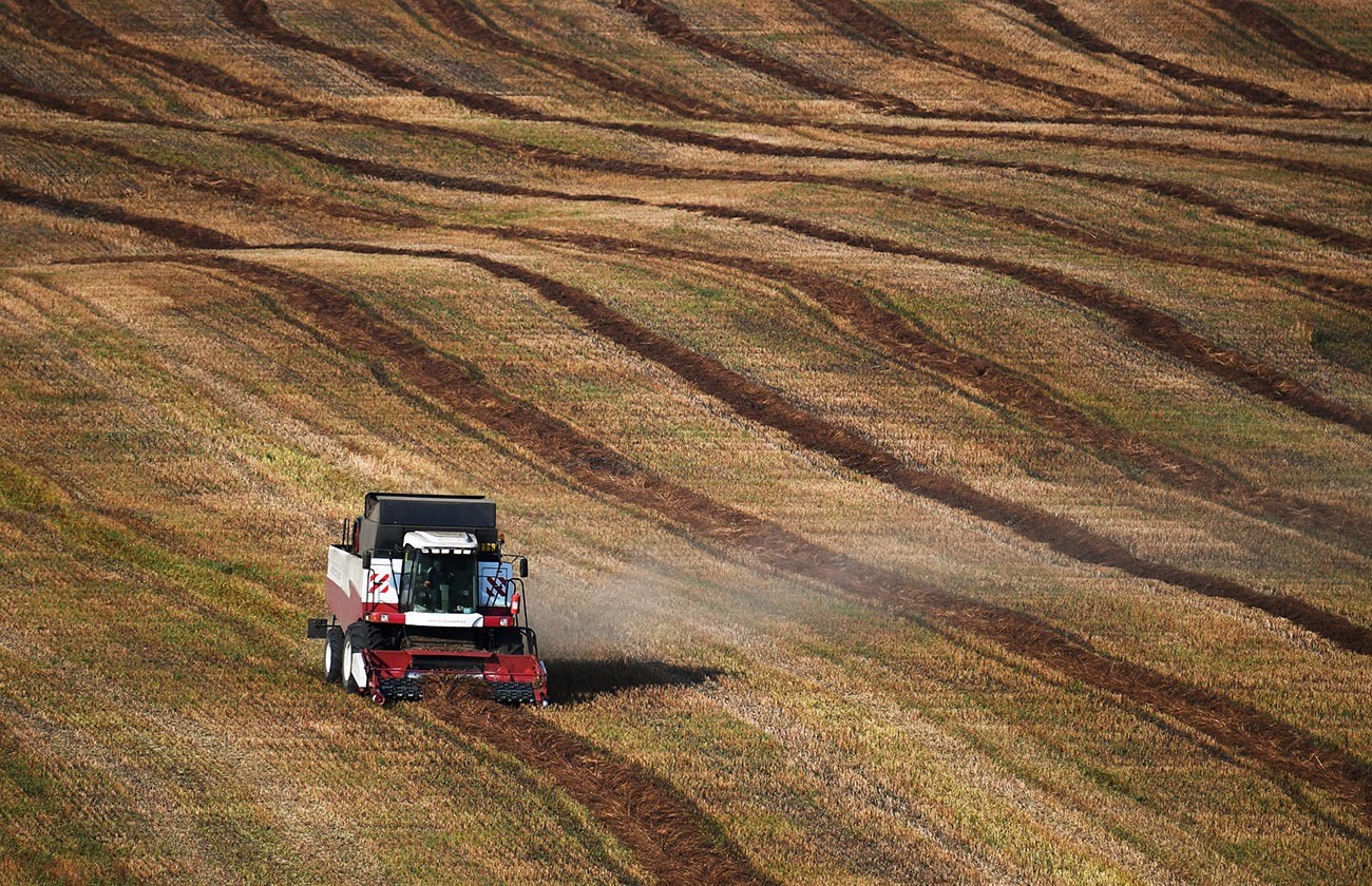 Un campo di grano saraceno nella regione dell'Altaj 