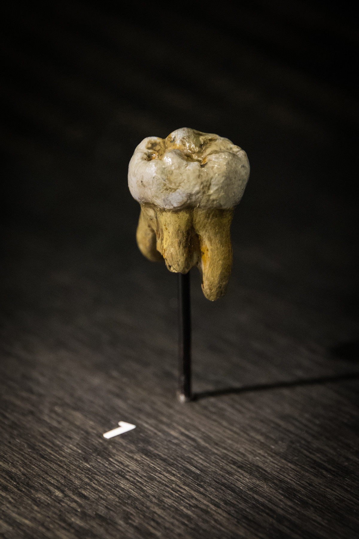 Gigi geraham manusia Denisova yang ditemukan pada tahun 2000.