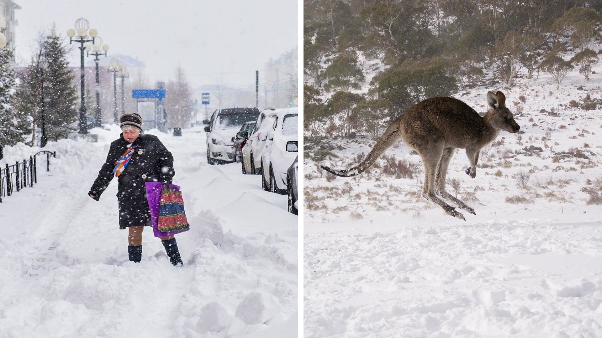 Left: Heavy snowfall in Salekhard in the late spring. Right: A kangaroo enjoys the snow in Australia.