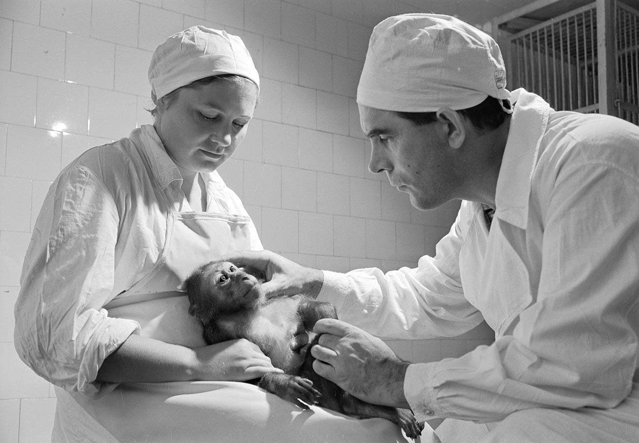 Ilmuwan Laboratorium Eksperimen Monyet memeriksa monyet sebelum vaksinasi eksperimental di Institut Poliomyelitis dan Viral Encephalitides dari Akademi Ilmu Pengetahuan Uni Soviet.