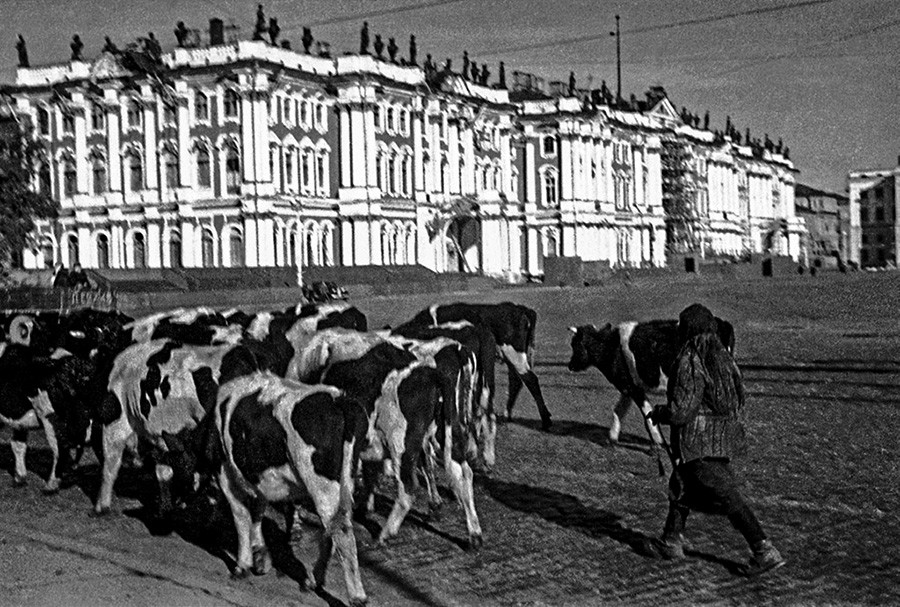 Le Palais d’Hiver à Leningrad et les paysans évacuant le bétail loin de la ligne du front
