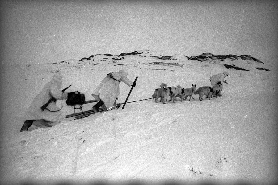 Cani militari in azione nell’Artico
