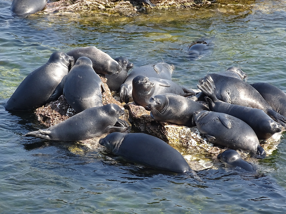 Cute seals are enjoying the sunny day.