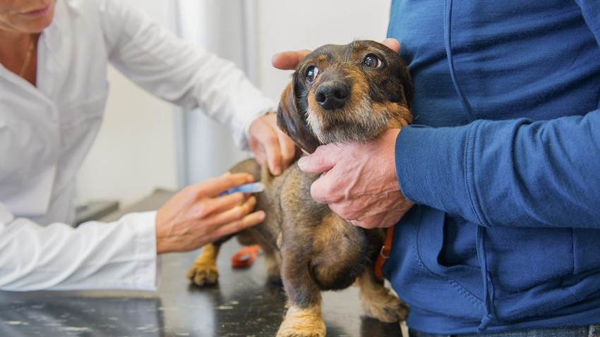 У Русији је регистрована „Карнивак-Ков“, прва у свету вакцина против корона вируса за животиње.