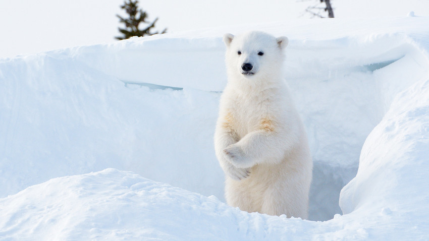 北極圏の金鉱近くで救助されたシロクマのこども ロシア ビヨンド