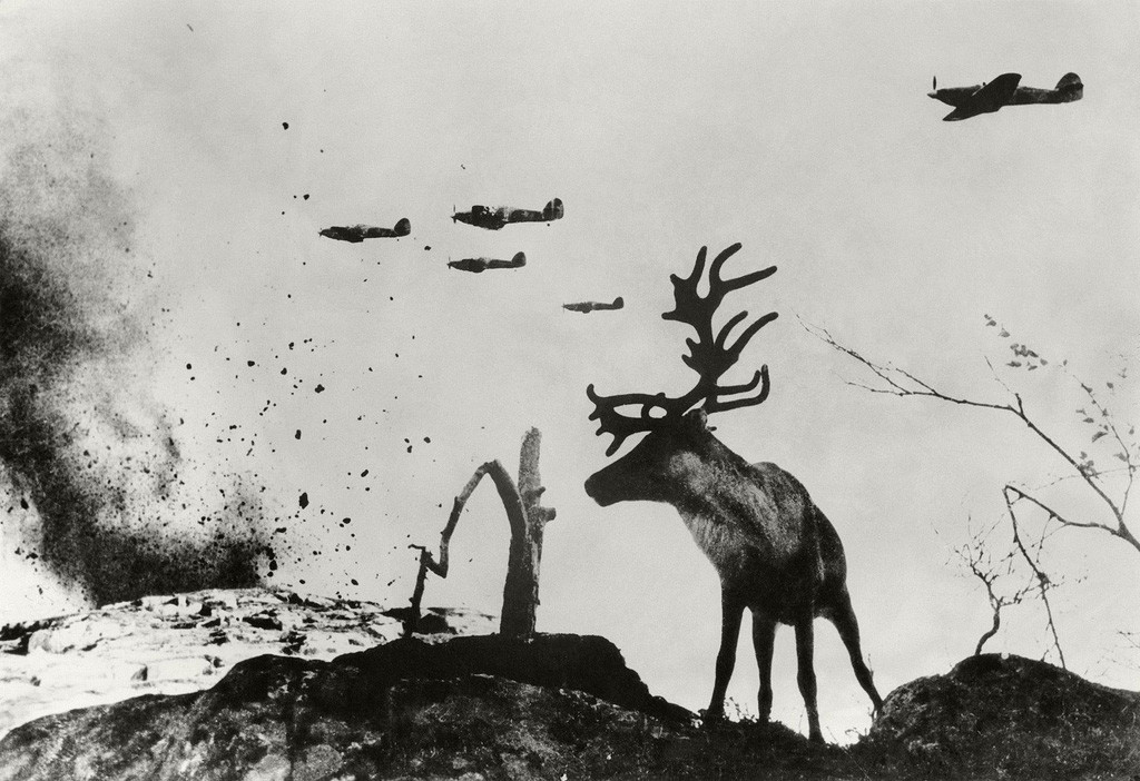 Région subarctique. Le renne Iacha, 1941