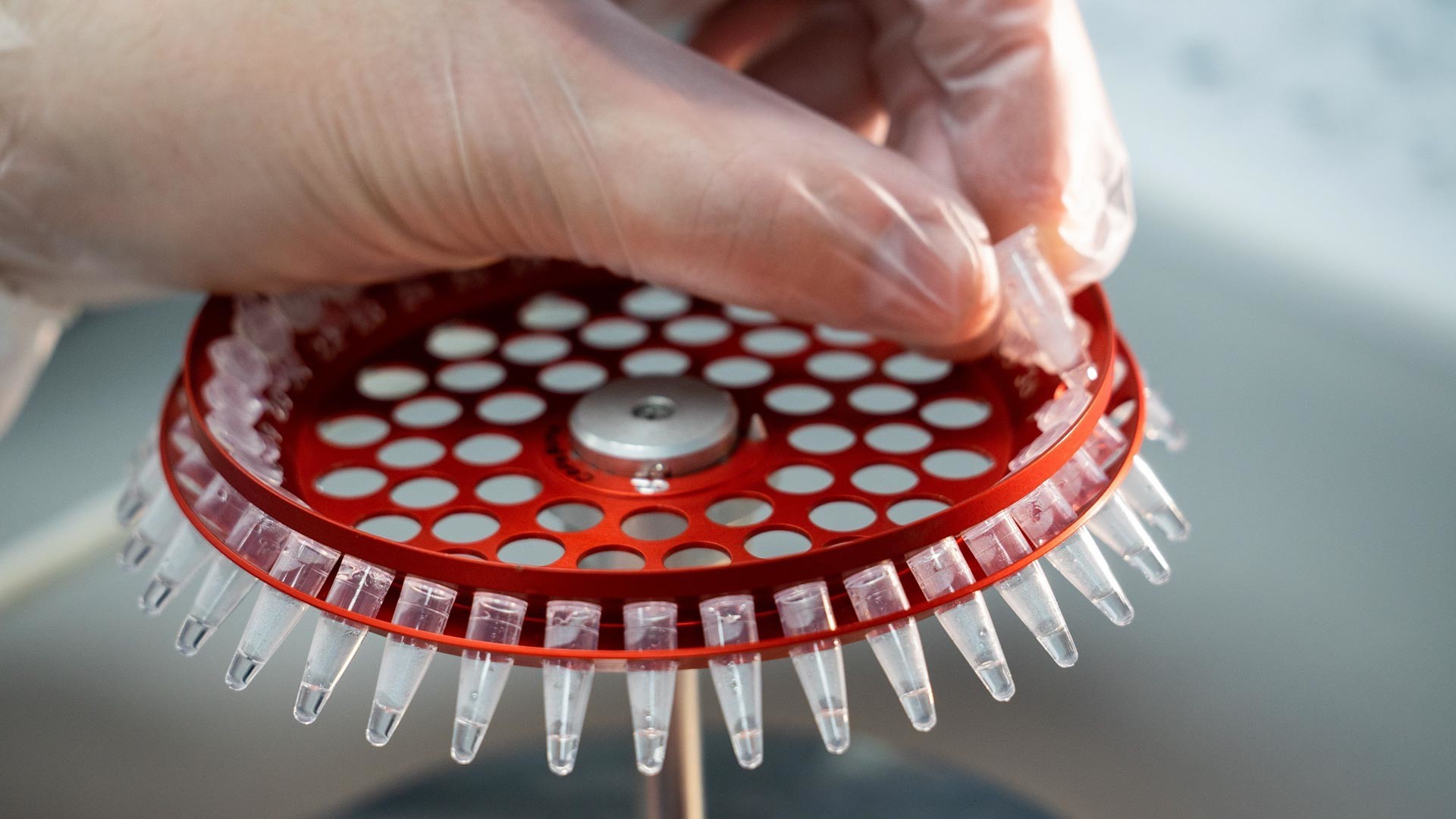 Во Русија е регистрирана „Карнивак-Ков“, првата вакцина на светот против коронавирусот за животни.