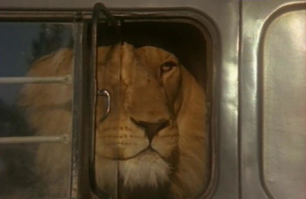 Cena do filme “Leão deixado em casa”

