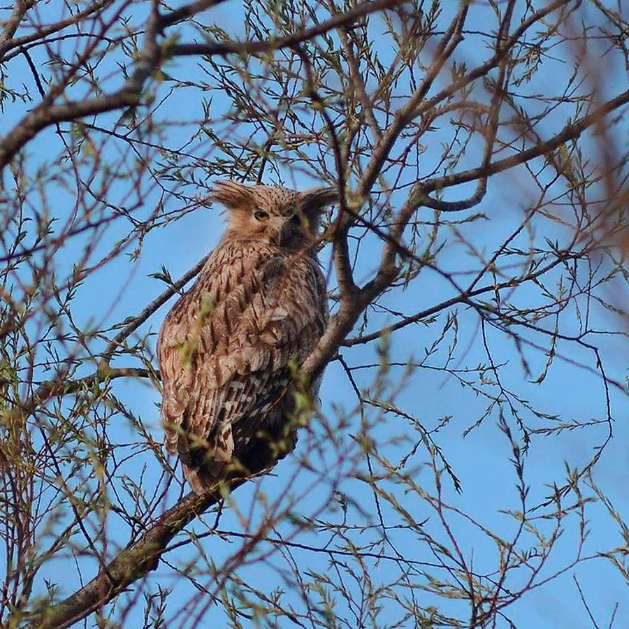 The world's largest owl, the Blakiston’s fish owl, is hunting fish