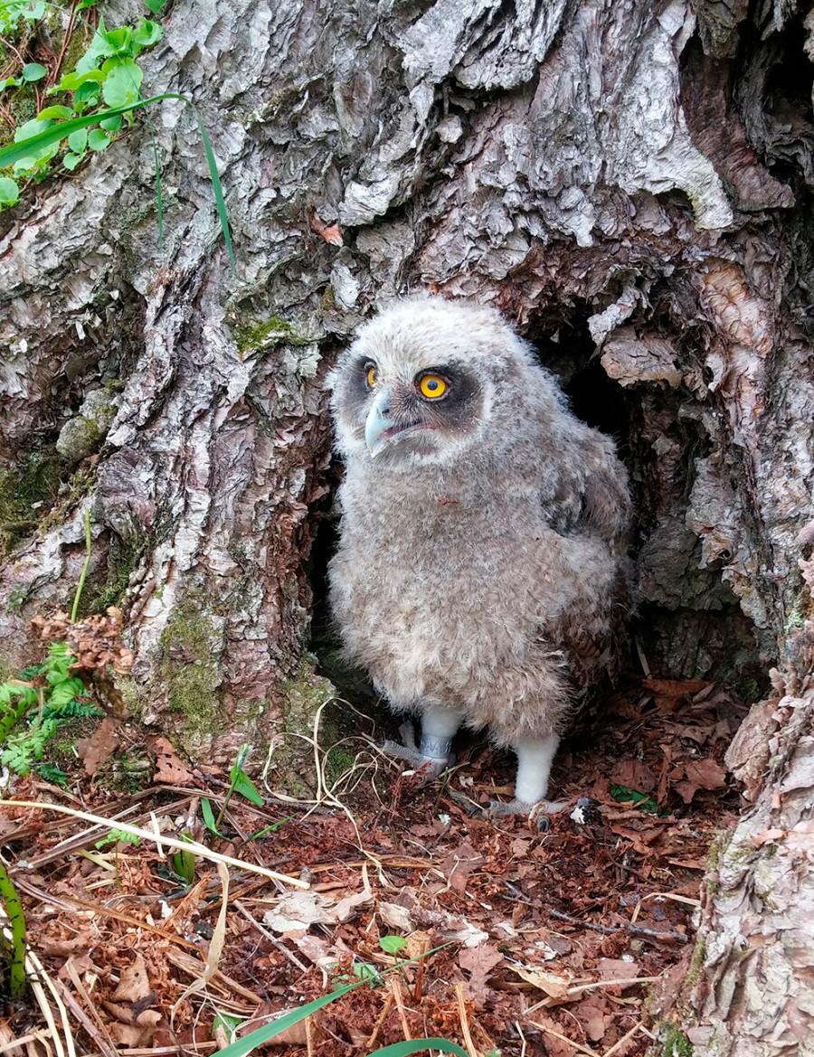 A ringed owl chick