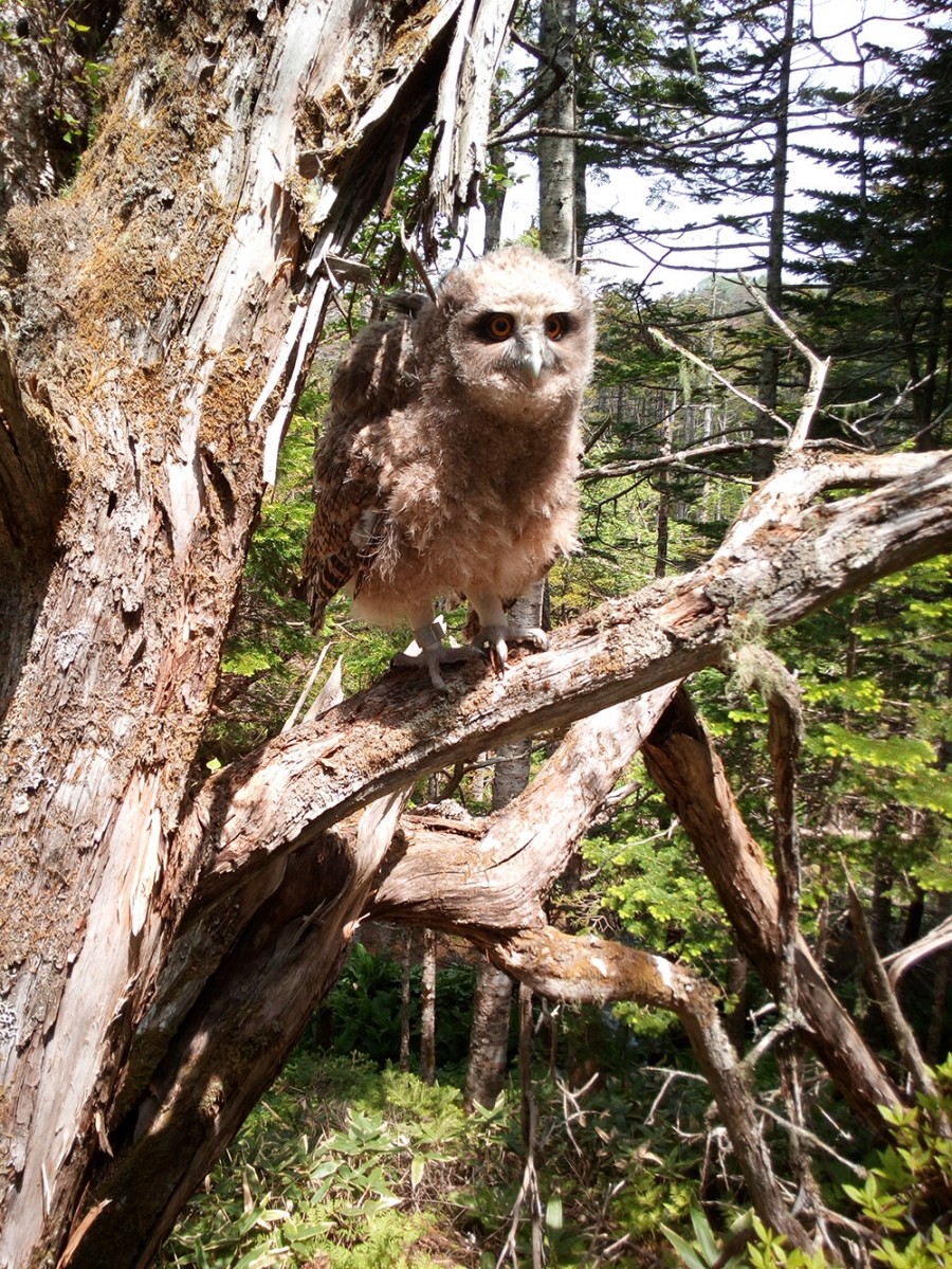 Some 200-400 out of 3,700 owls remaining in the wild inhabit the Primorye territory of the Russian Far East