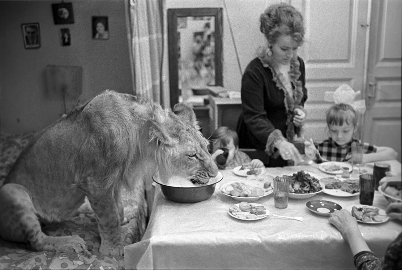 Il leone King a tavola con la famiglia Berberov