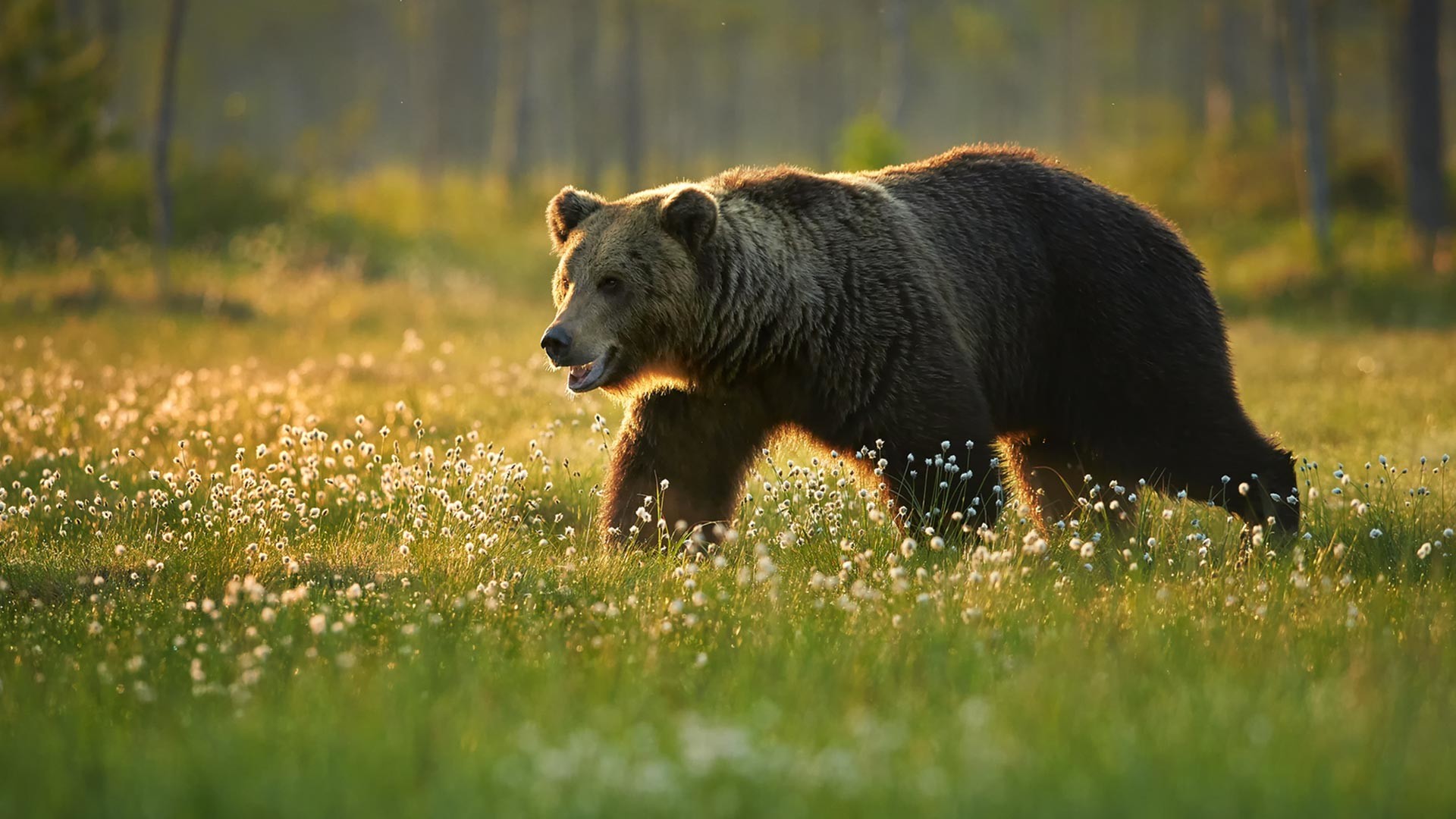 A young brown bear in the wild.