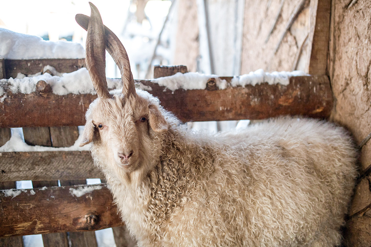 This is how the Orenburg goat looks like.