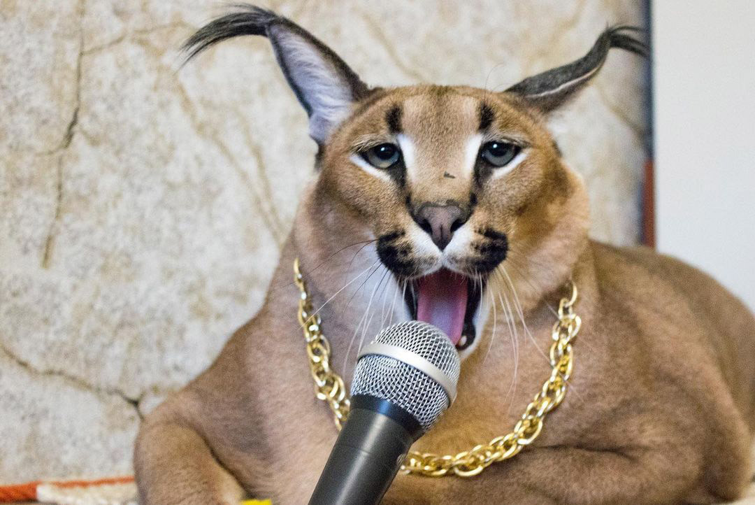 Conoce A ‘big Flopp El Meme Felino Más Popular De 2020 Fotos