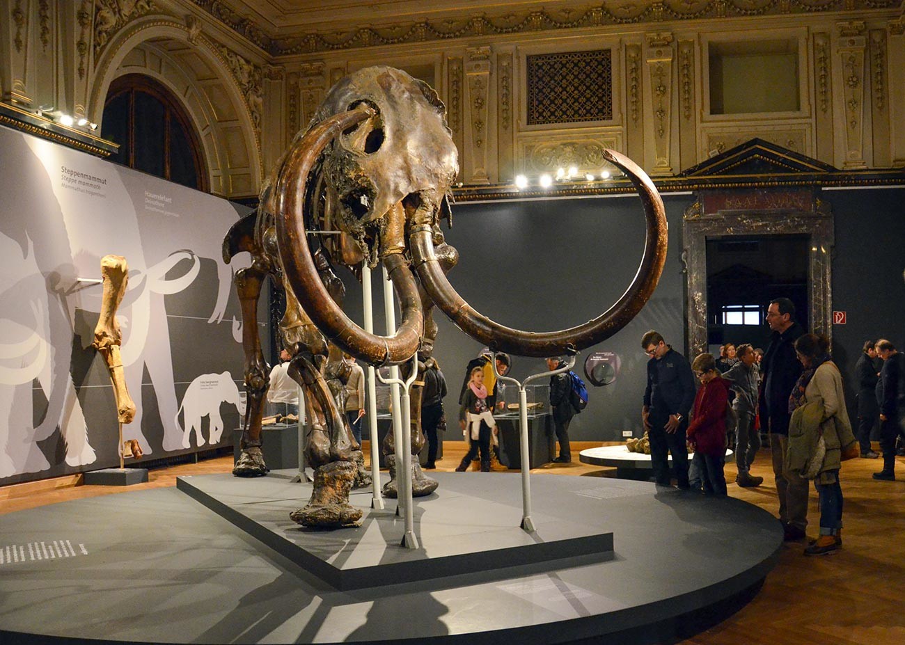 Le mammouth d'Adams exposé à Vienne, Autriche