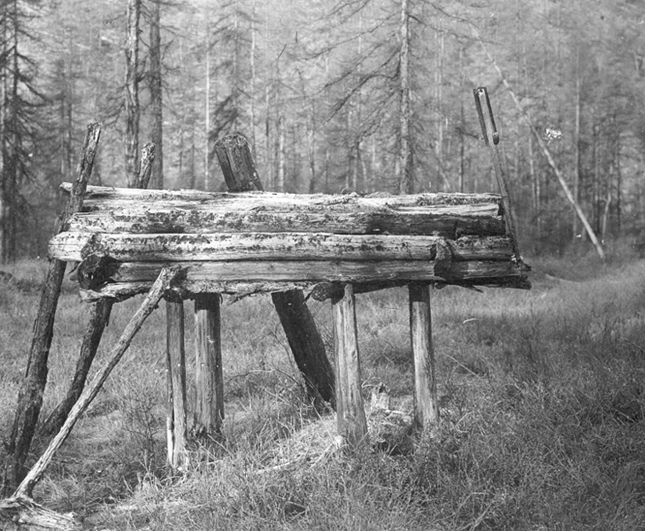 Un entierro sobre el suelo encontrado en un bosque ruso
