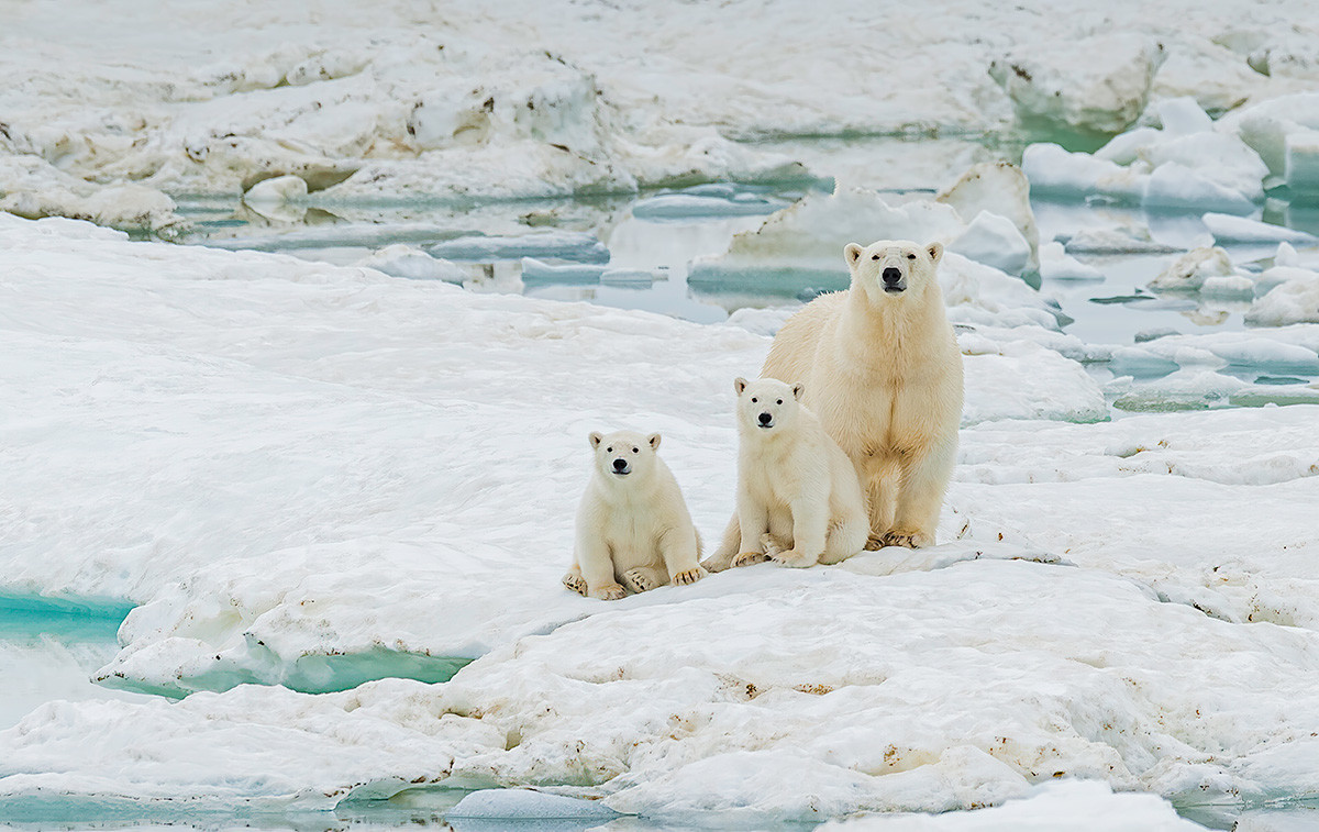 Der Eisbär Ursus maritimus ist ein fleischfressender Bär, der hauptsächlich innerhalb des Polarkreises heimisch ist, der den Arktischen Ozean umfasst. Wrangel-Insel, autonomer Kreis Tschukotka, Russland.