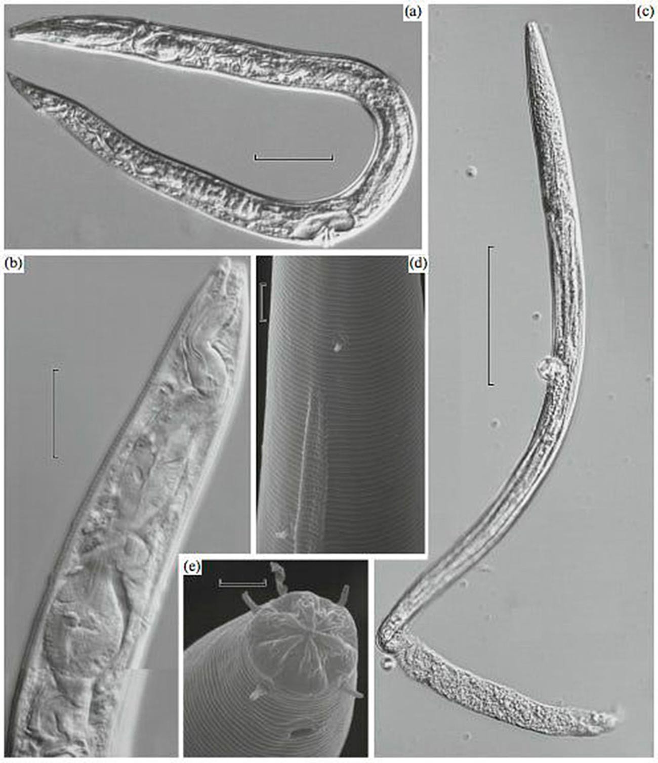 Nematode roundworms