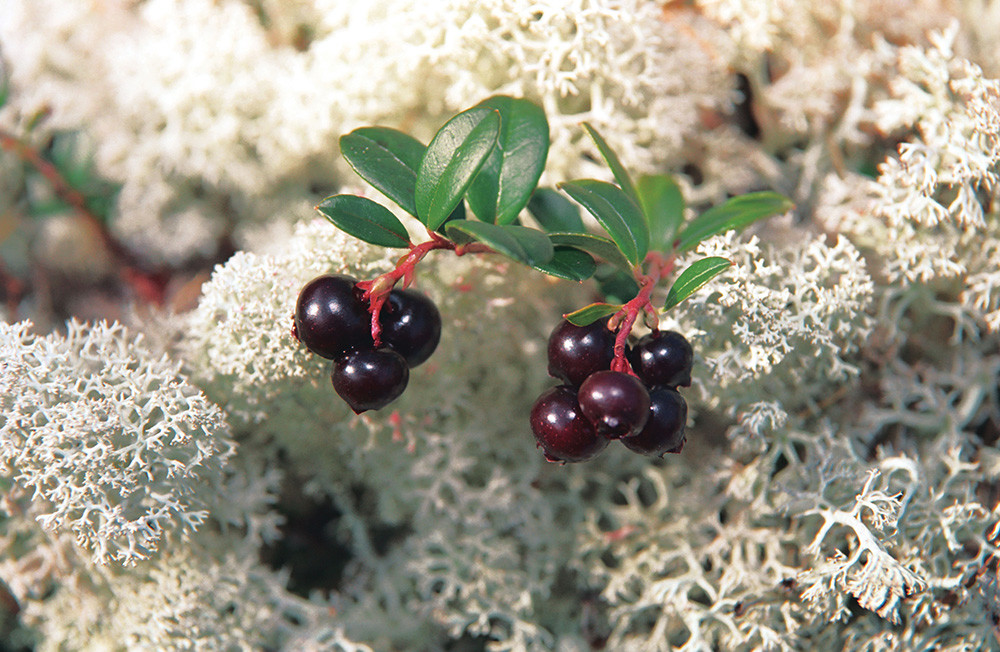 Cowberry bush