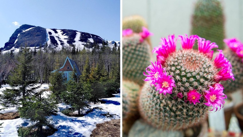 Bisakah Anda mebayangkan kaktus tumbuh di Arktik? Ya, tanaman itu tumbuh di Kebun Raya Polar-Alpine.