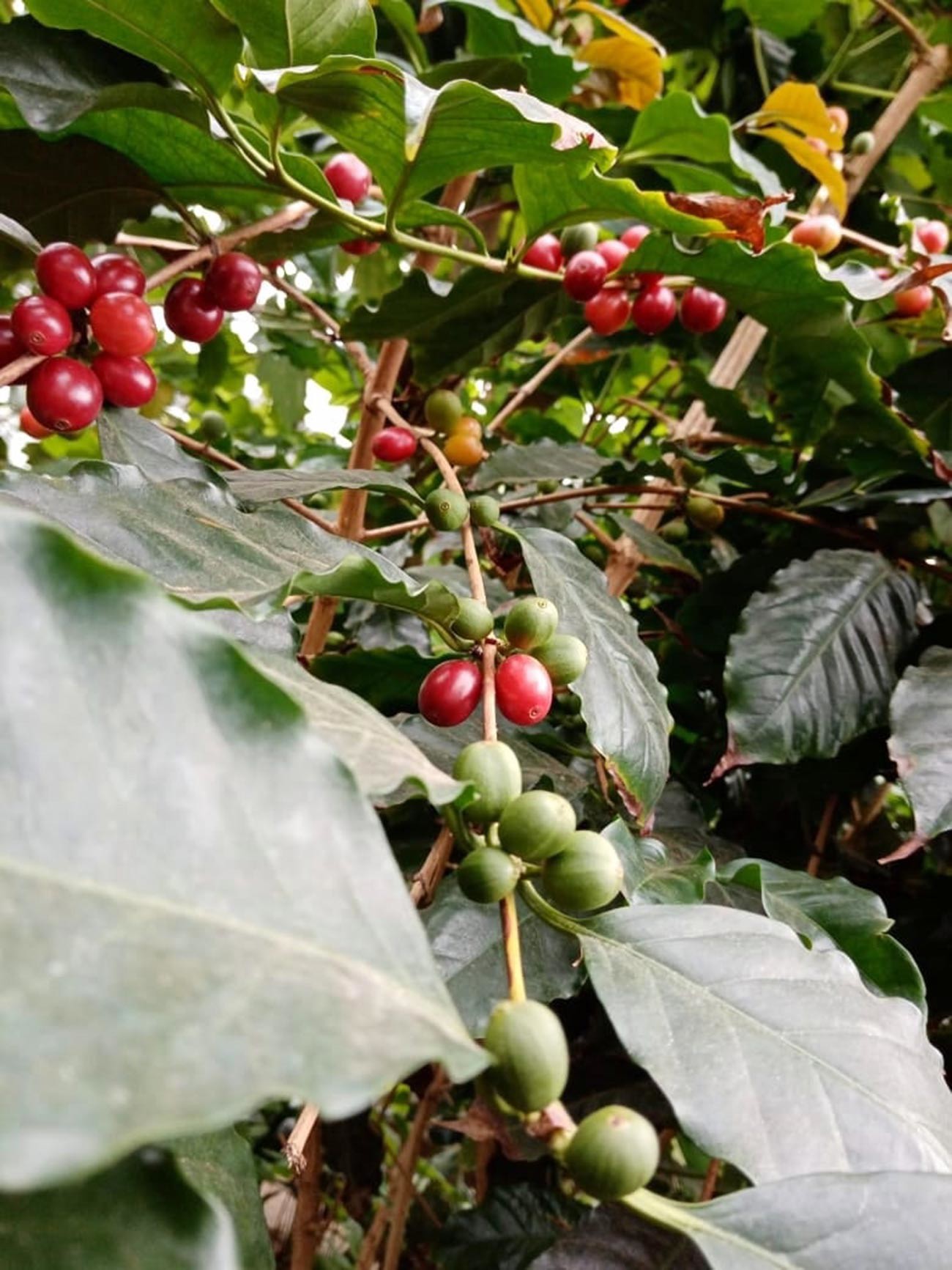 This coffee tree has been cultivated since 1966! 