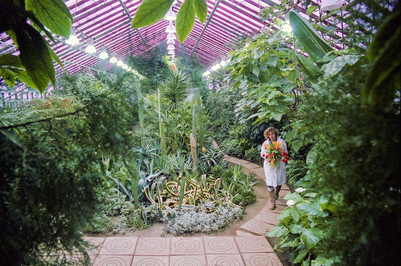 Muchas plantas de este invernadero se cultivan desde la época soviética.
