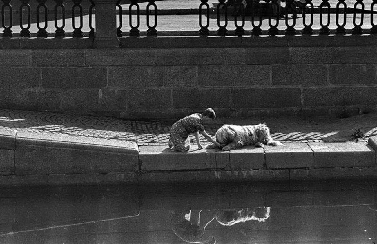 水を飲む犬、1970年代